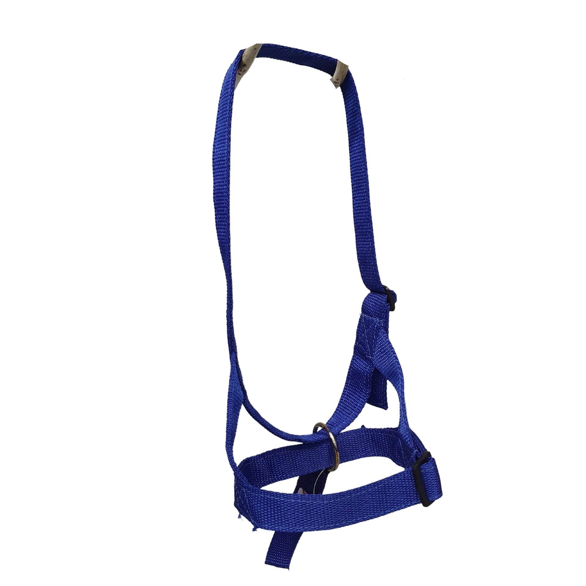 Halter Foal Baby Slip Solo